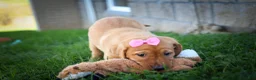 Labrador Retriever dogs for sale: NICKI - Ad 4