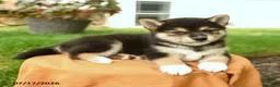 Shiba Inu dogs for sale: Chester - Ad 5