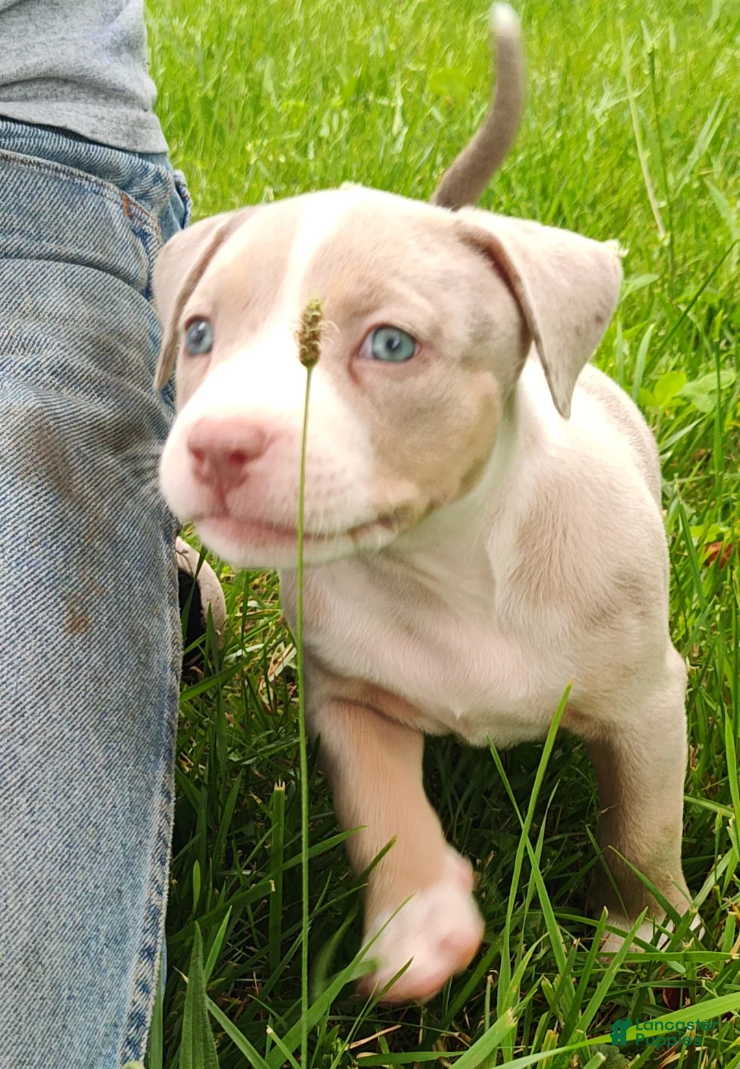 American Bully dogs for sale: American Bully 1  Willie - Ad 1
