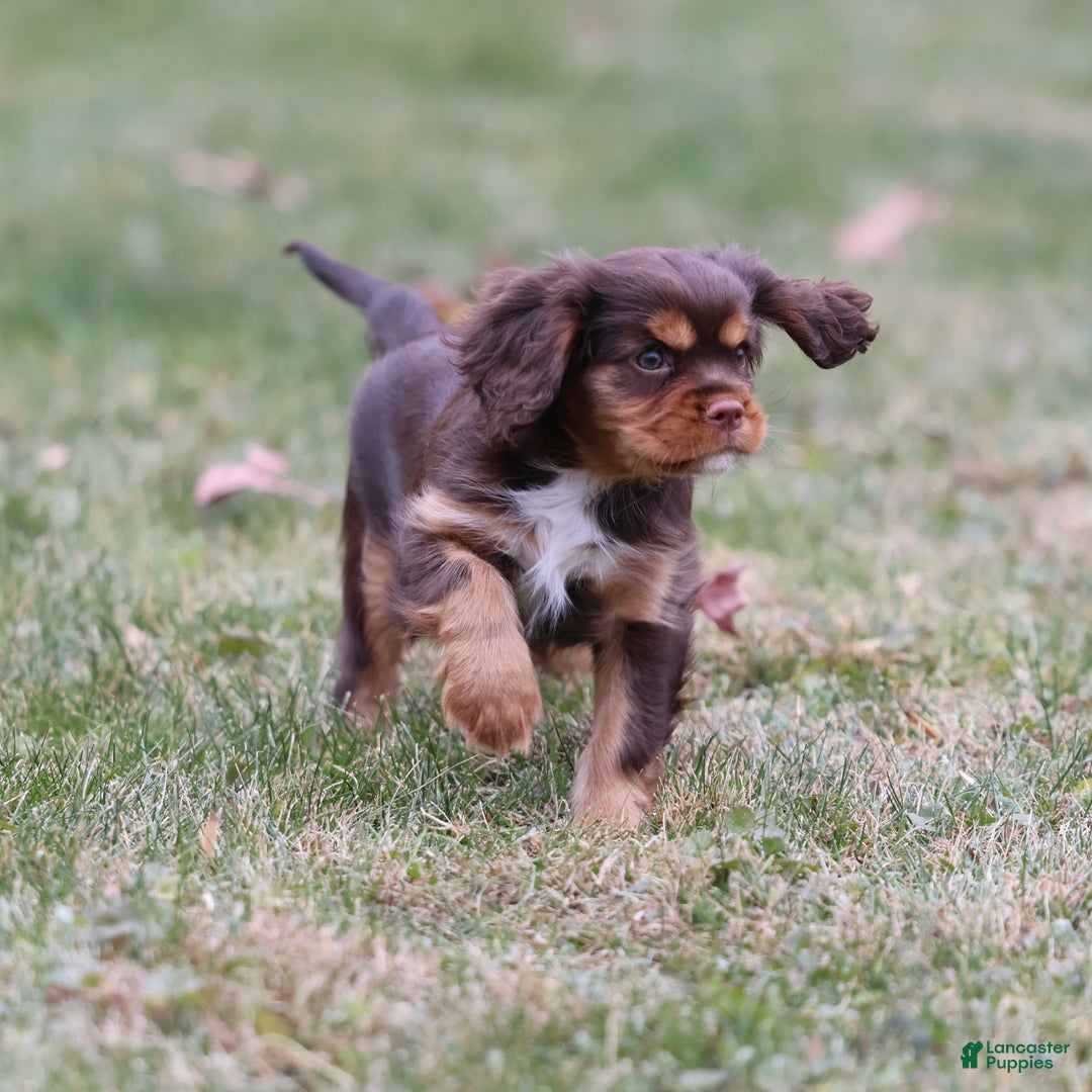 Cavalier King Charles Spaniel dogs for sale: Butterfinger - Ad 6