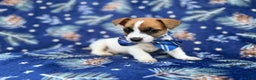 Jack Russell Terrier dogs for sale: Banjo - Ad 2