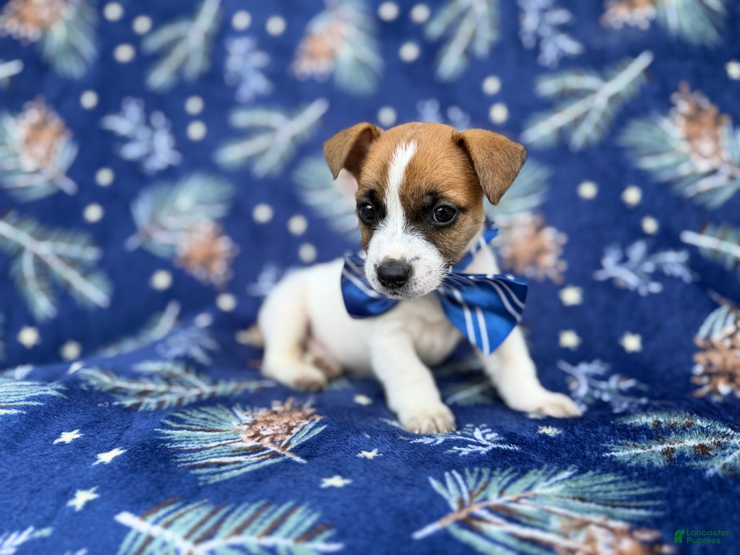 Jack Russell Terrier dogs for sale: Banjo - Ad 2