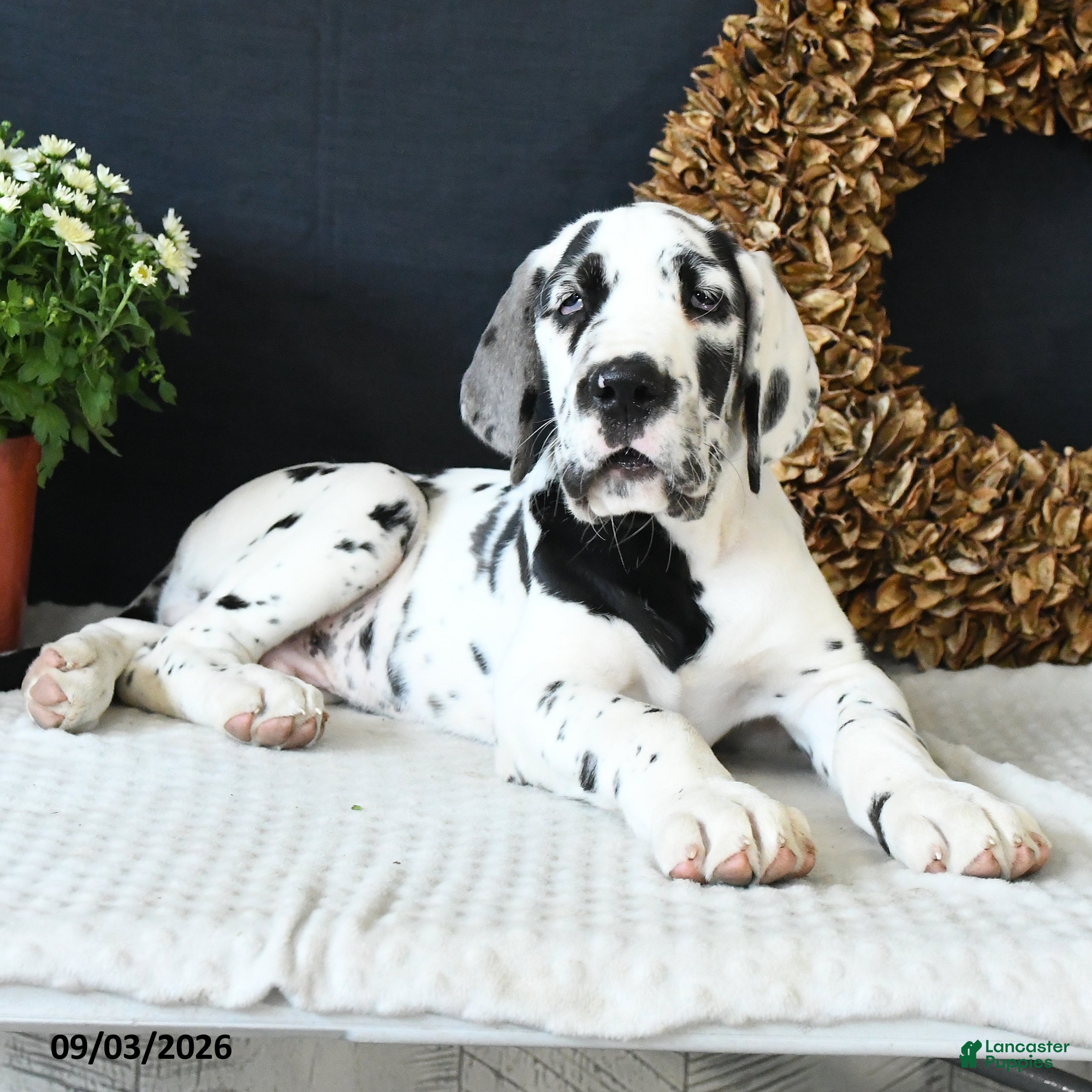 Great Dane dogs Chase - Ad 1