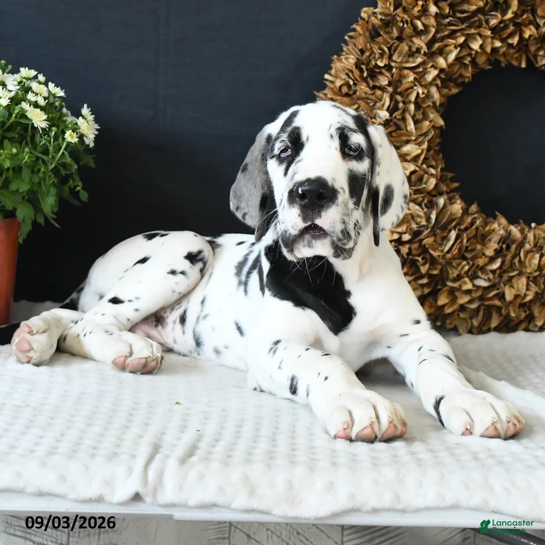 Great Dane dogs for sale: Chase - Ad 1