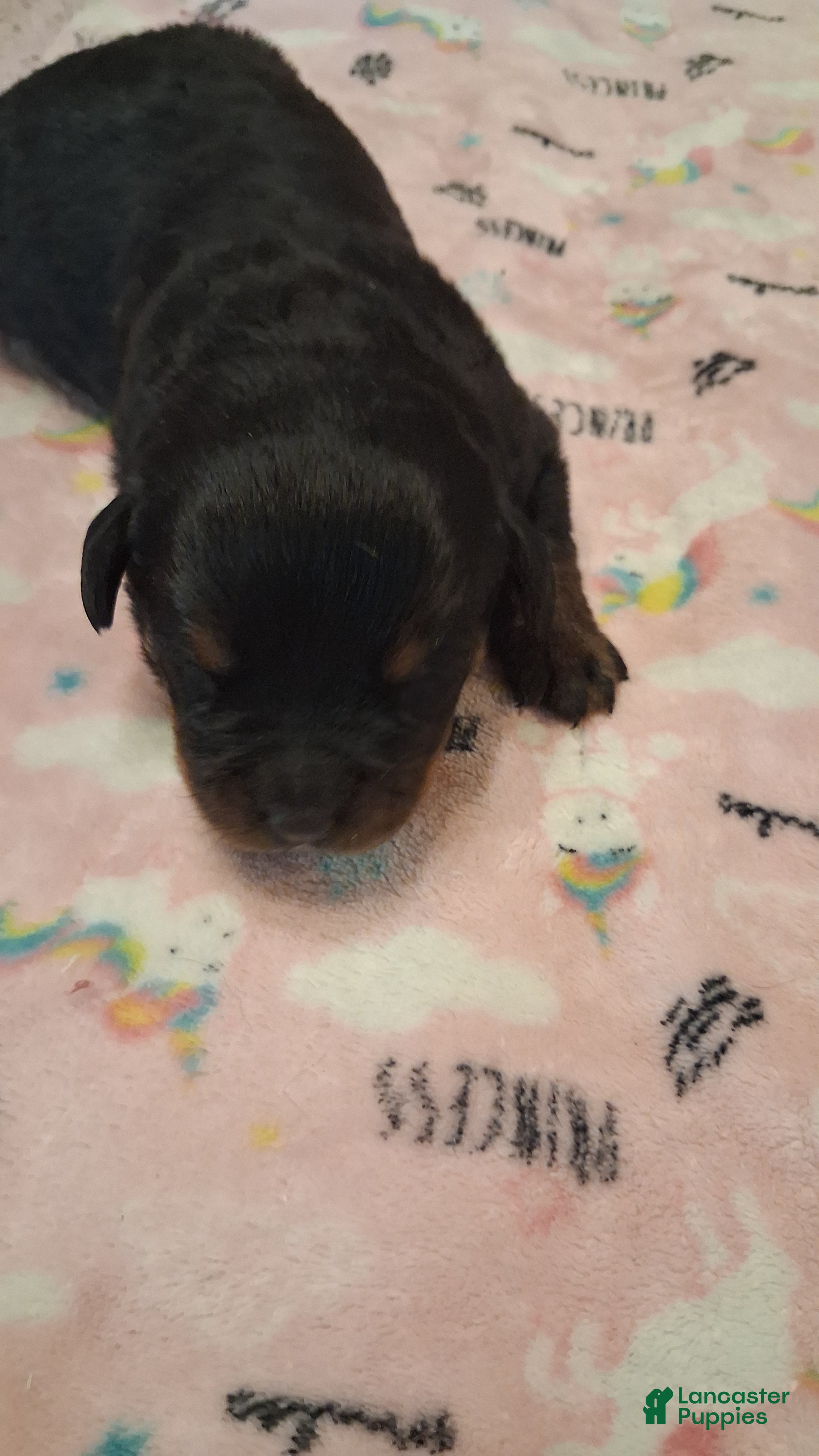 Rottweiler dogs Rottweiler 4 - Ad 1