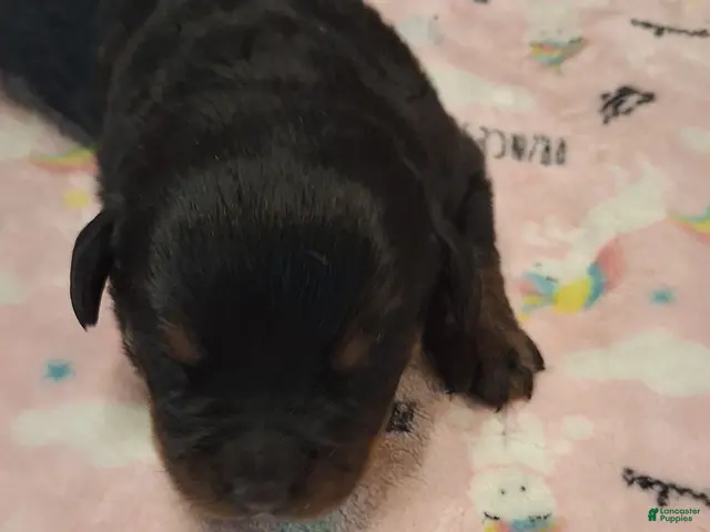 Rottweiler dogs Rottweiler 4 - Ad 1