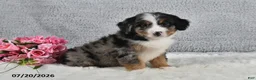 Mini Bernedoodle dogs for sale: Kaya - Ad 2