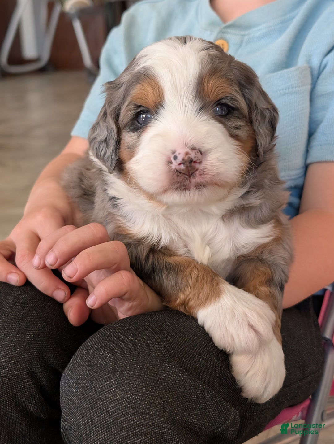 Mini Bernedoodle dogs for sale: Mini Sadie  - Ad 11