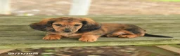 Miniature Dachshund dogs for sale: Ace - Ad 3