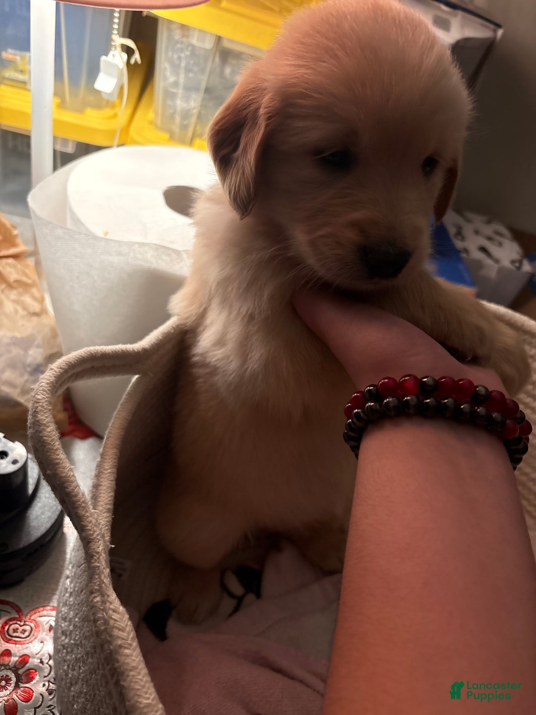 Golden Retriever dogs for sale: Burgundy  - Ad 2