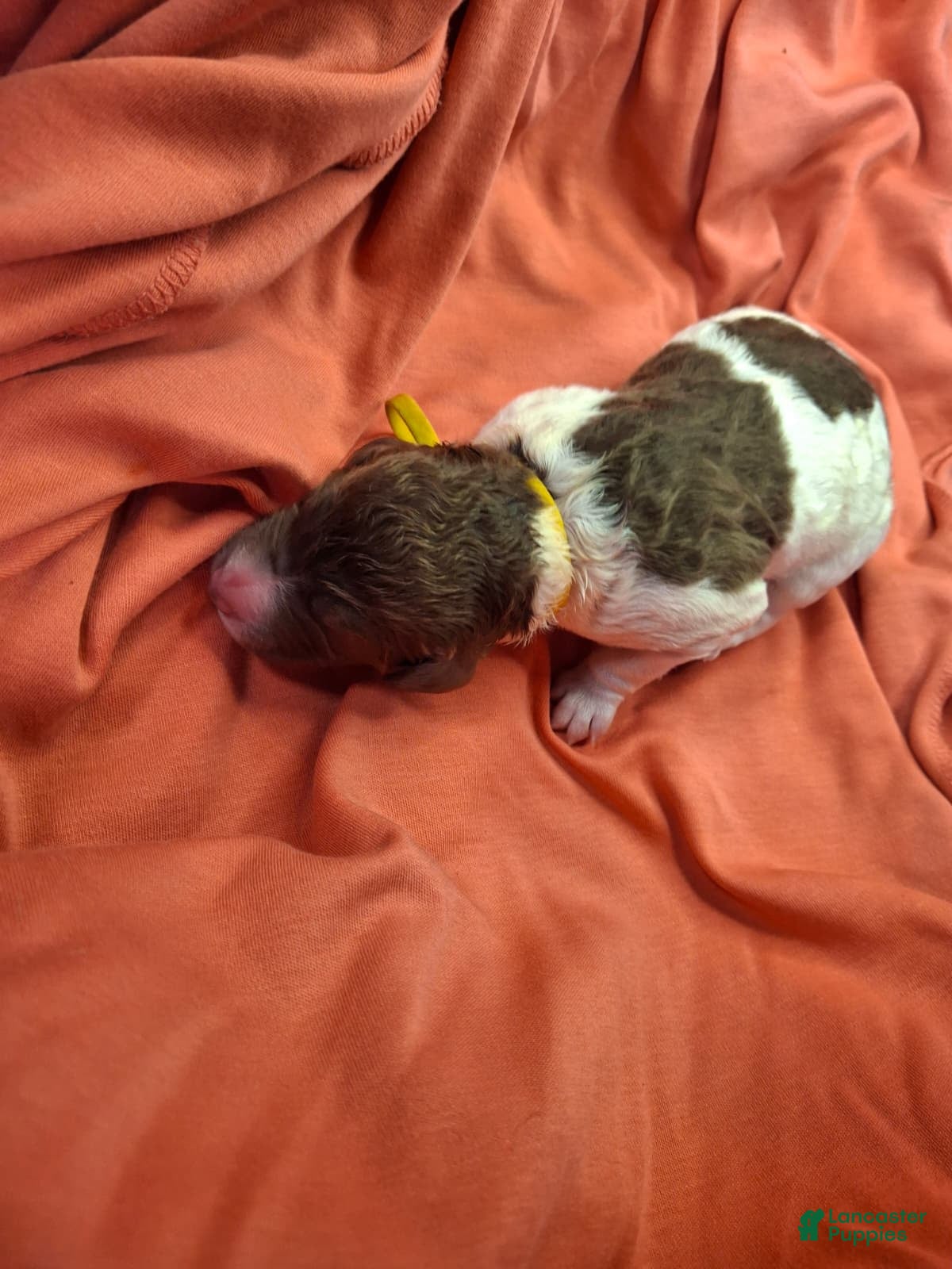 Labradoodle dogs Jonquil (Jo Jo) - Ad 24