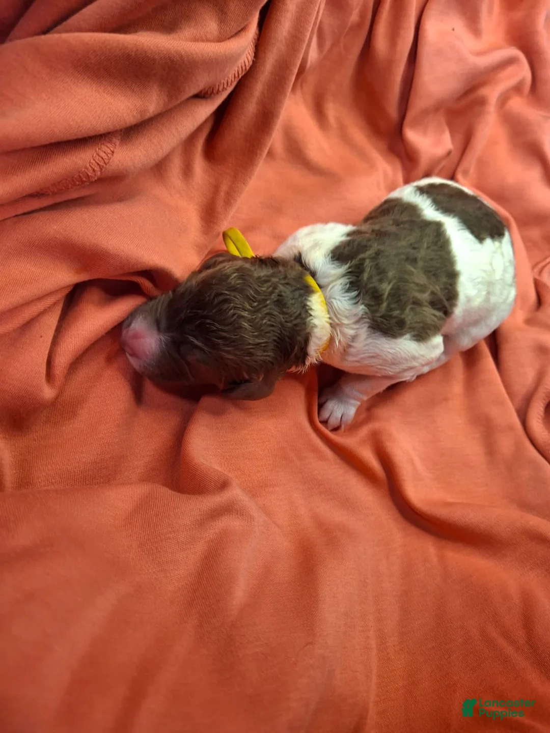 Labradoodle dogs for sale: Jonquil (Jo Jo) - Ad 1