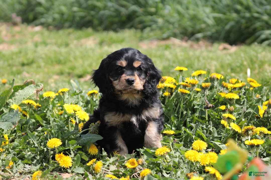 Cavapoo dogs for sale: Champ - Ad 1