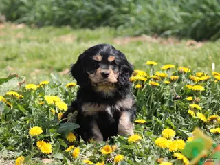 Cavapoo dogs for sale: Champ - Ad 1