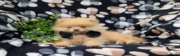 Pomeranian dogs for sale: Kent Genetic Testing - Ad 10