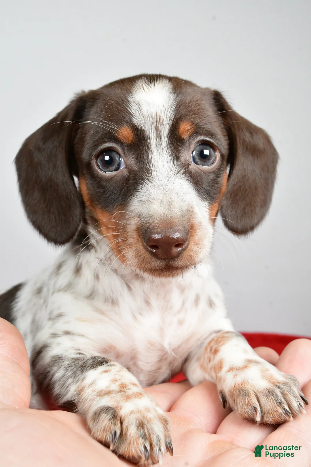 Dachshund dogs for sale: Polly - Ad 2