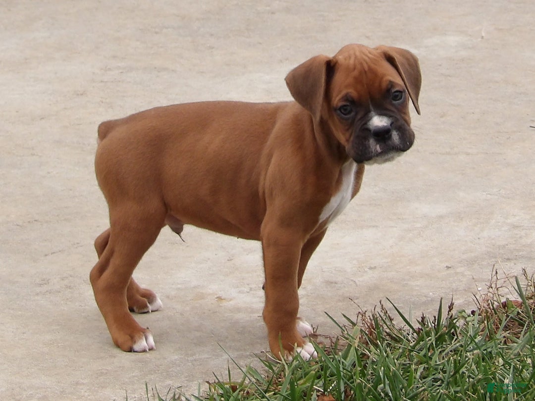 Boxer dogs for sale: Blaze - Ad 3