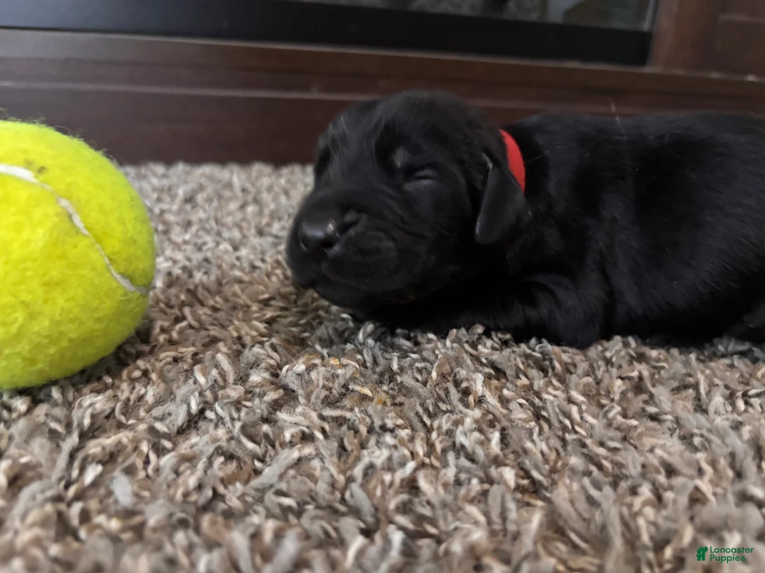 Mixed Breed dogs for sale: Cliff - Ad 2