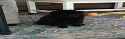 Chow Chow dogs for sale: Black male - Ad 15