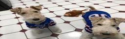 Wire Fox Terrier dogs for sale: AKC Wire Fox Terrier 3 - Pearl - Ad 3