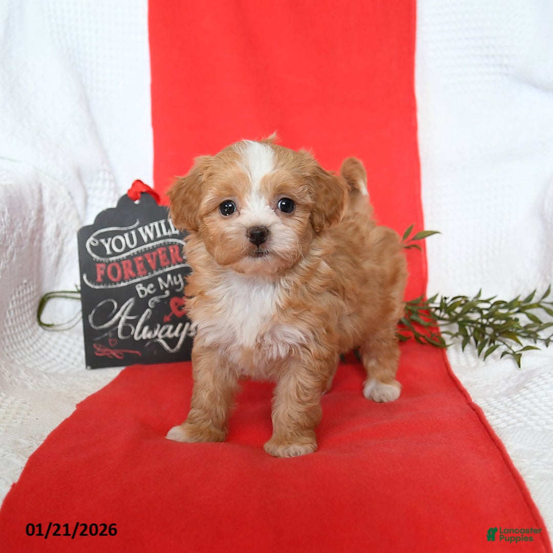Shihpoo dogs for sale: Duchess - Ad 4