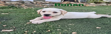 Ronan