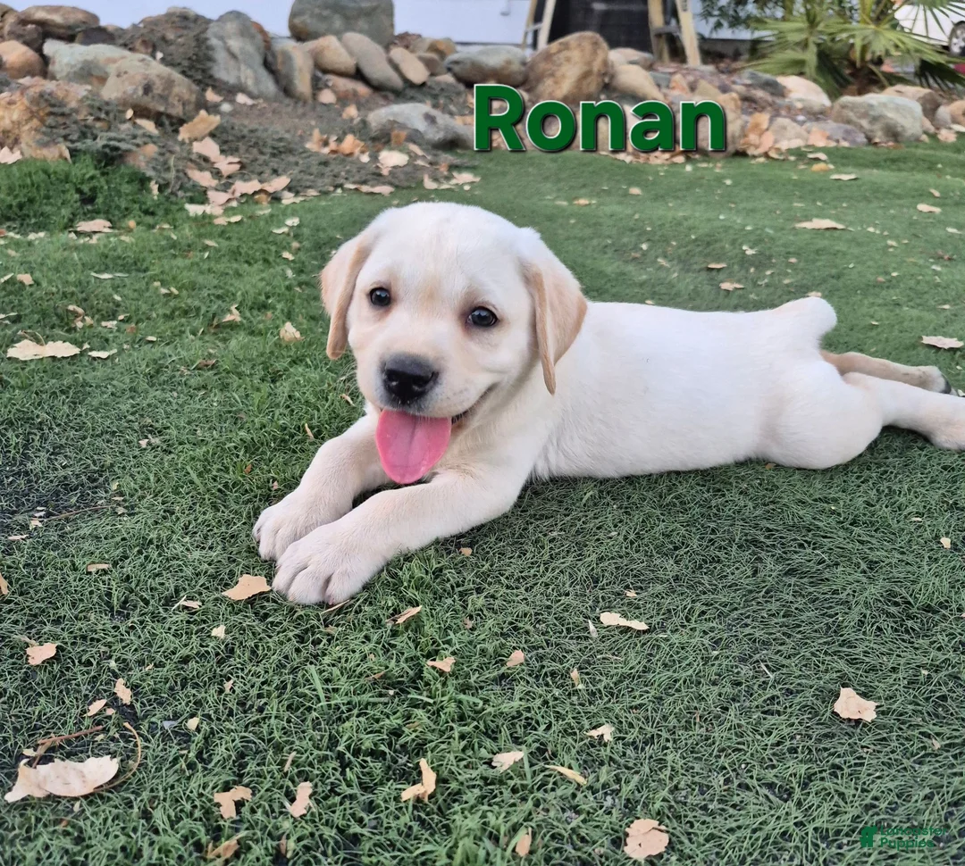 Labrador Retriever dogs for sale: Ronan - Ad 1