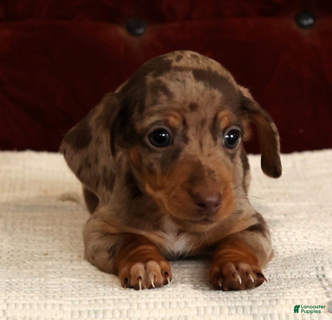 Miniature Dachshund dogs for sale: Kendrix - Ad 7