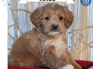 Cavapoo dogs Axel - Ad 6