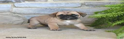 Frug dogs for sale: Hershey - Ad 2