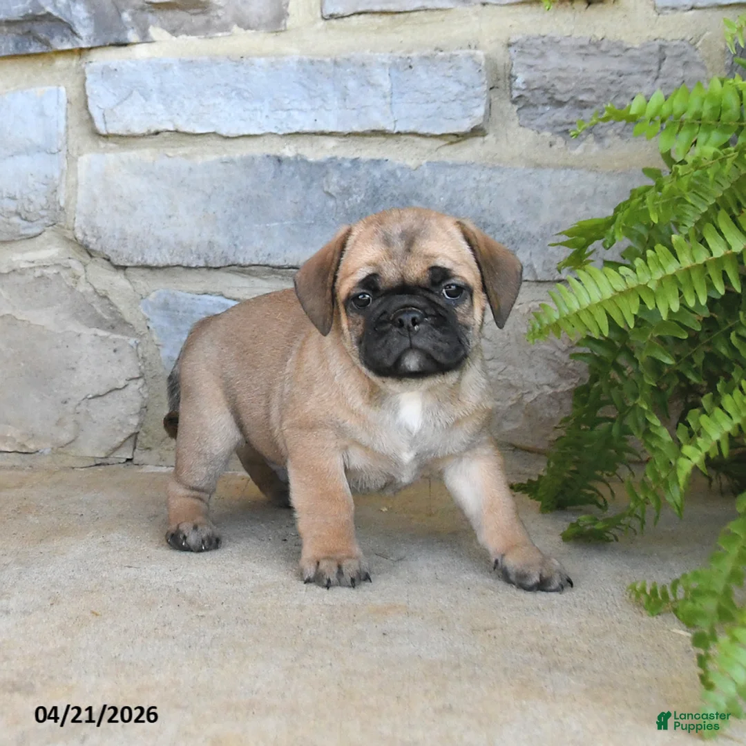 Frug dogs for sale: Hershey - Ad 2