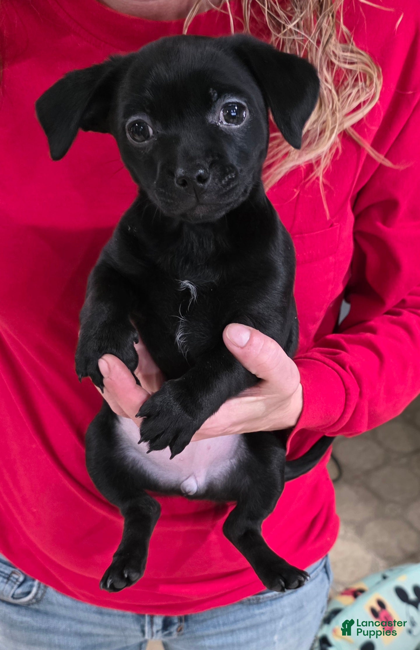 Chihuahua dogs Chihuahua Puppy 2 - Ad 1