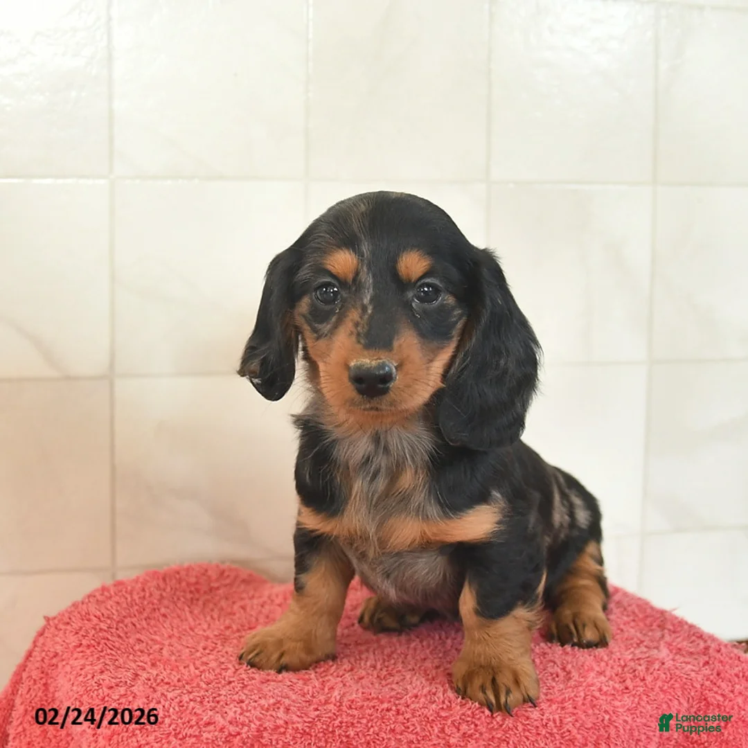 Miniature Dachshund dogs for sale: Finn  - Ad 3