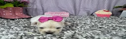Pomapoo dogs for sale: Pomapoo 5 - Ad 6