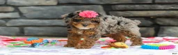 Miniature Poodle dogs for sale: Lexi - Ad 4