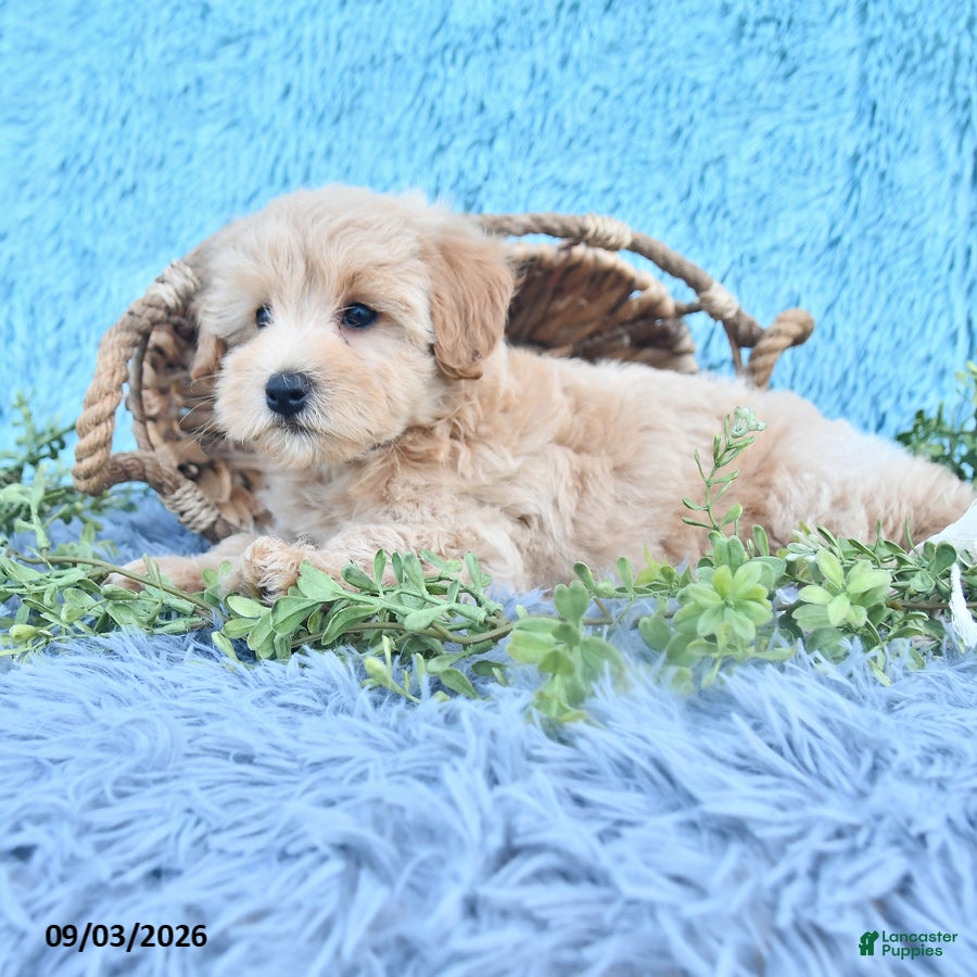 Havapoo dogs Beacon - Ad 1