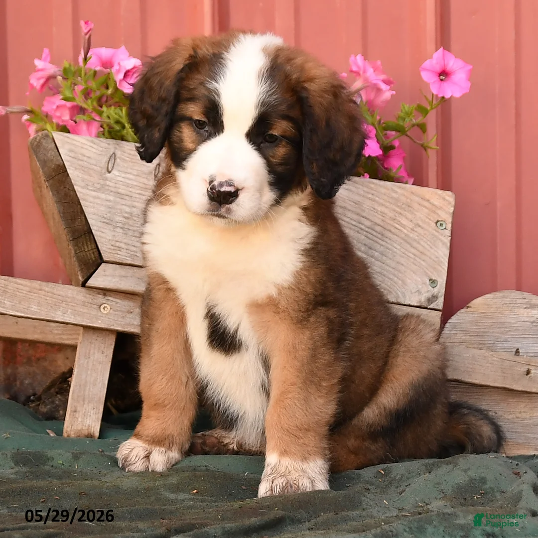 Mixed Breed dogs for sale: Kaya - Ad 2