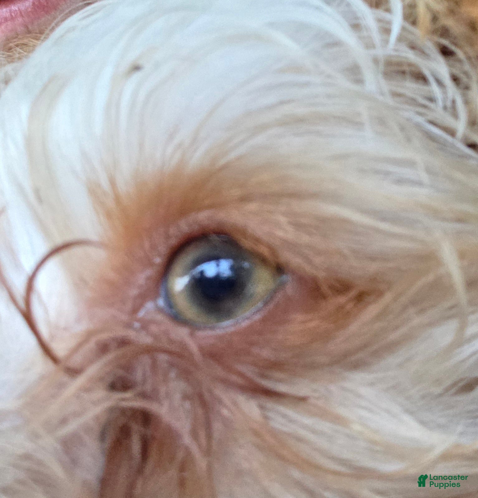 Yorkshire Terrier dogs Cooper - Ad 2