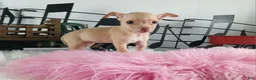 Chihuahua dogs for sale: Teacup Red Fawn girl, Nationwide Delivery  - Ad 2