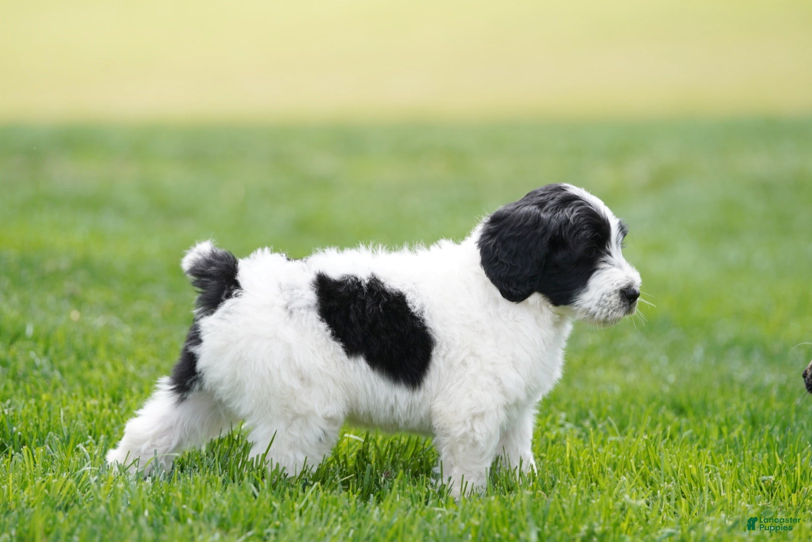 Portuguese Water Dog dogs Kyler - Ad 2