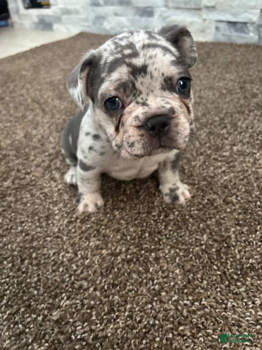 French Bulldog dogs for sale: Milo - Ad 2