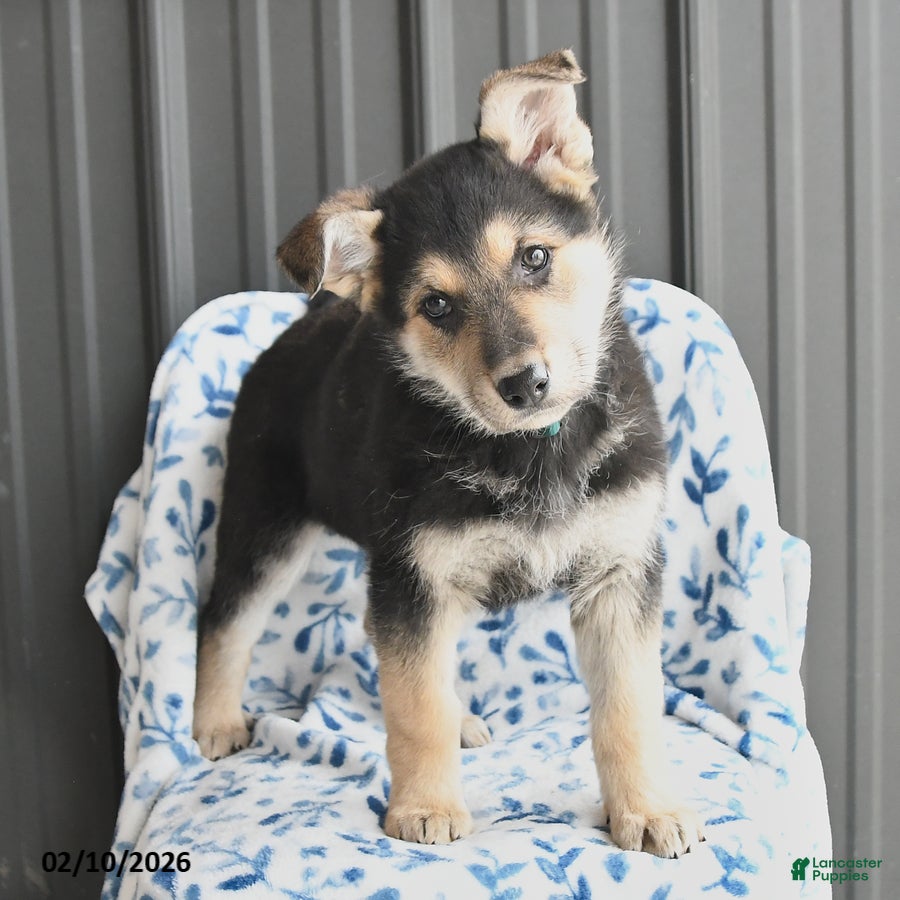 German Shepherd dogs Valerie - Ad 2