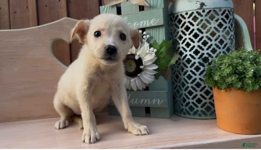 Labrador Retriever dogs for sale: Labrador Retriever 3 - Ad 2
