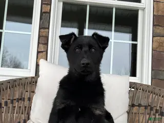 German Shepherd dogs Jayda - Ad 8