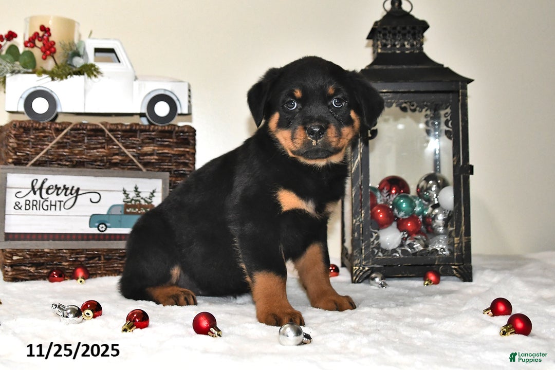 Rottweiler dogs for sale: Frances - Ad 3