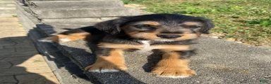 Otis