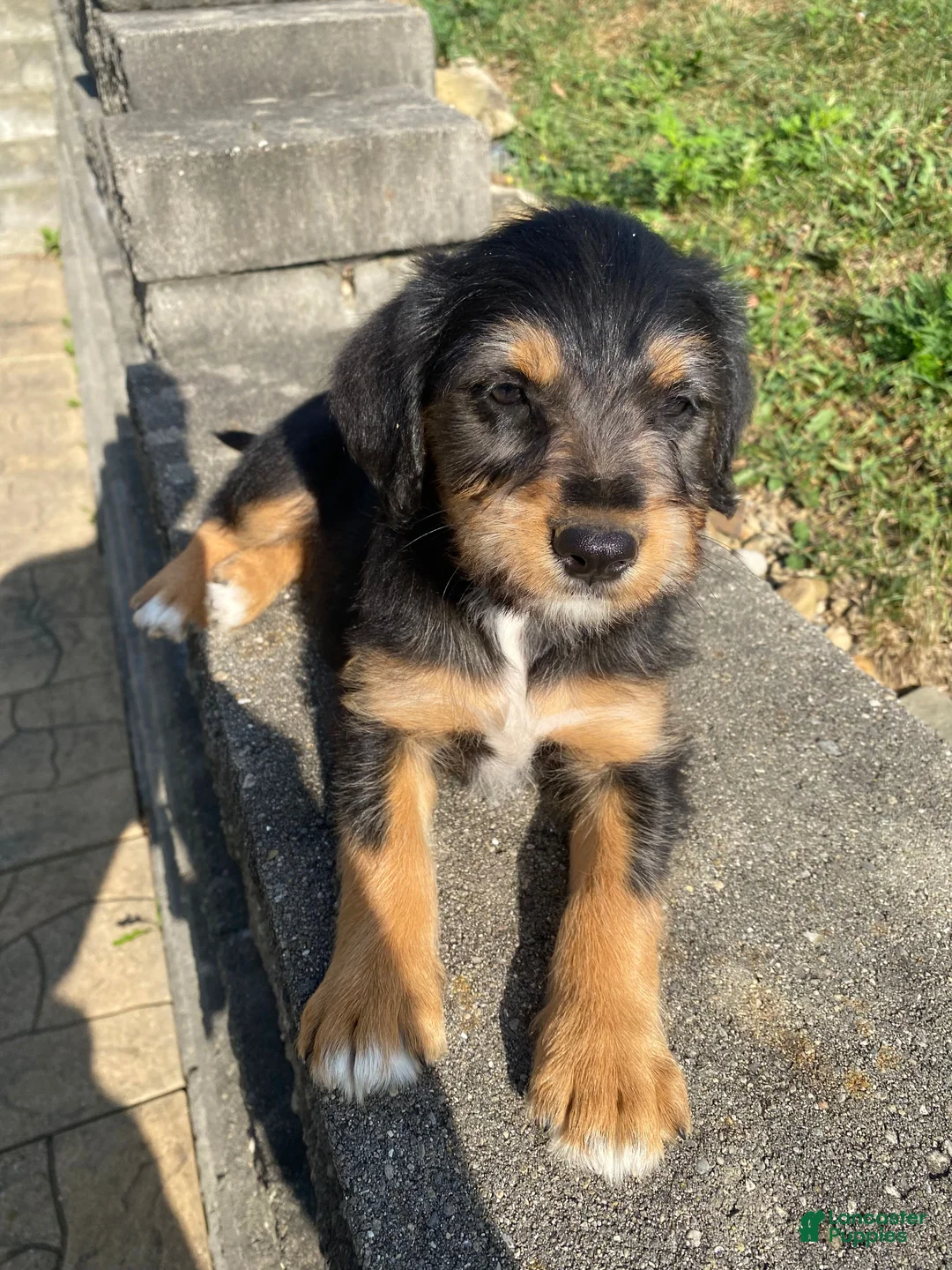 Mixed Breed dogs for sale: Otis - Ad 1