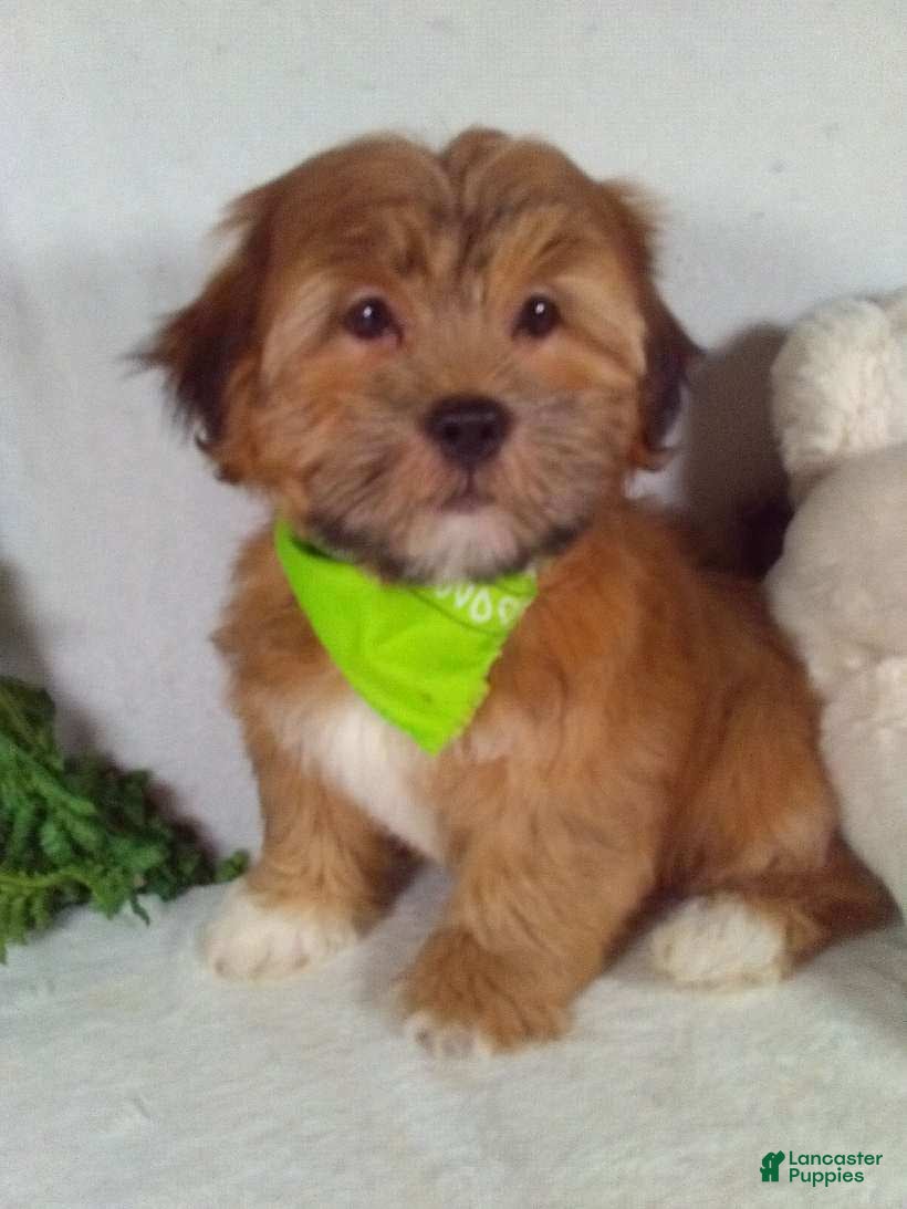 Shorkie dogs Pluto - Ad 2