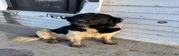 Mixed Breed dogs for sale: Mixed Breed Puppy 1 - Ad 10