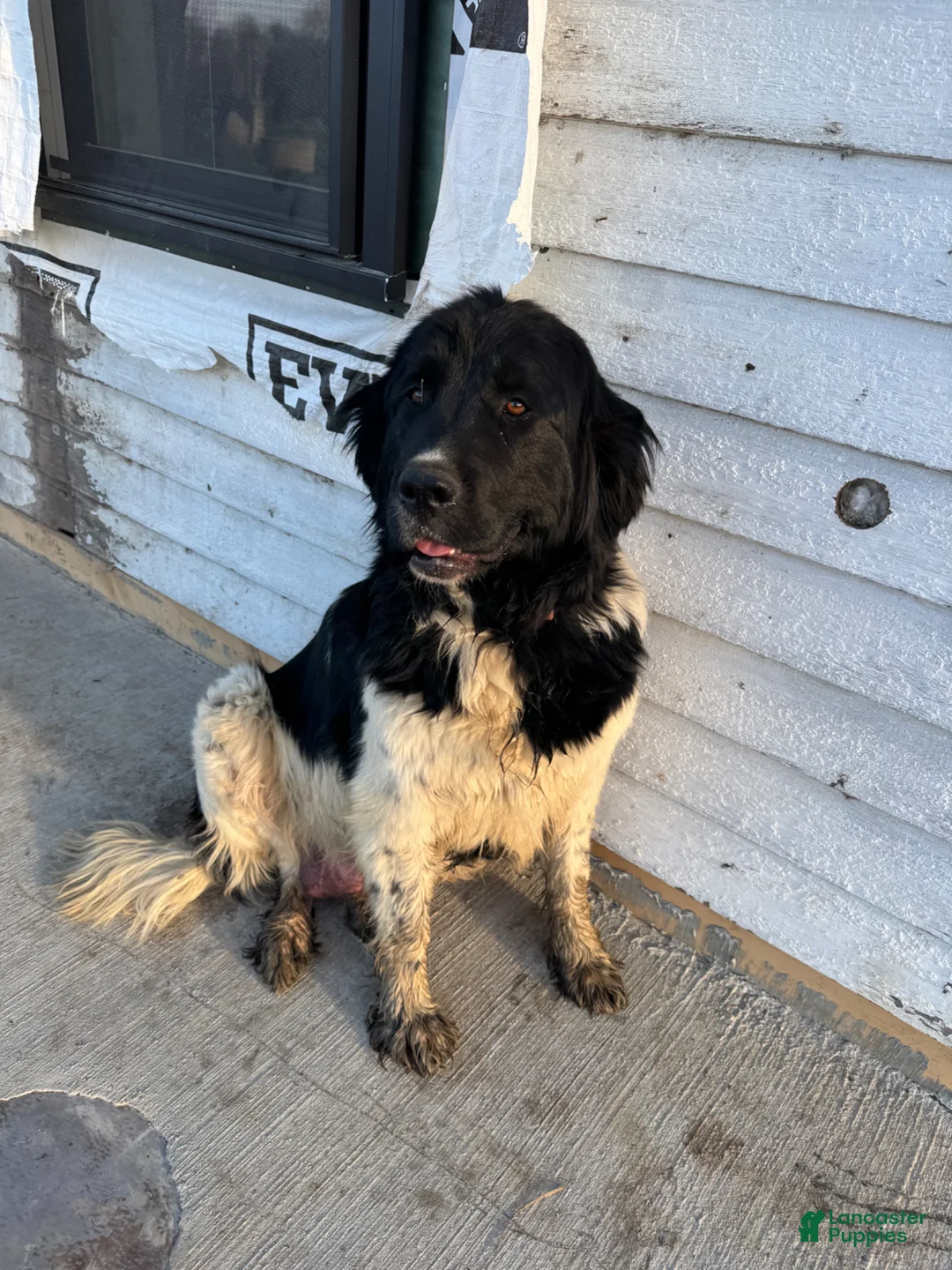 Mixed Breed dogs for sale: Mixed Breed Puppy 1 - Ad 10